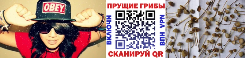 KRAKEN онион  купить наркоту  Власиха  Псилоцибиновые грибы ЛСД 
